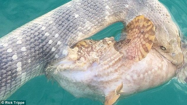 Khi đang bơi thuyền ở Darwin Harbour, Trippe Australia - một thợ săn cá mập - đã chứng kiến cuộc chiến khốc liệt giữa con  cá mặt quỷ và con rắn biển.